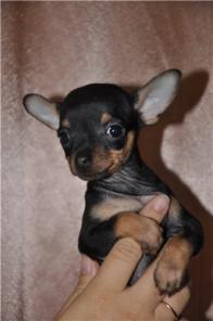 Той-терьер щенки есть мини