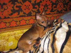 ��� ������� �������� �����, ���������!