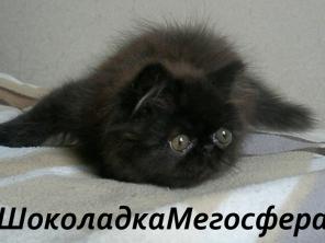 Персидский котик