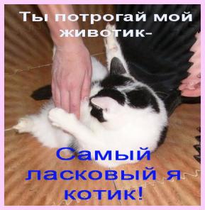 Мама, папа, отзовитесь, очень вас ищу! Я- самый ласковый на свете котик!