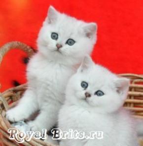 Британская серебристая шиншилла (имп. Великобритания)