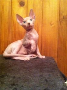   ,     ROYAL CAT