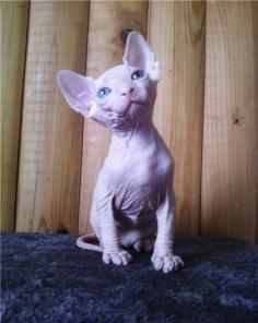   ,     ROYAL CAT