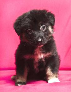 Щенульки-крохотульки от домашней мамульки, в дар