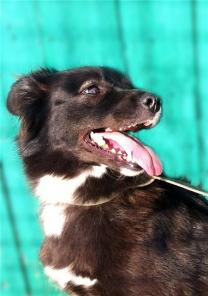 Небольшой собачке Шпульке очень страшно в приюте. Помогите ей выжить.