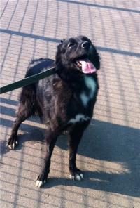 Небольшой собачке Шпульке очень страшно в приюте. Помогите ей выжить.