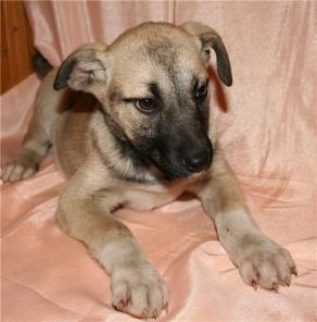 �������������� ������� �� �������� ������ ���� ���