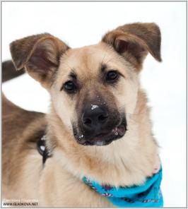 Беня 5 мес очаровательный и умный щенок в дар