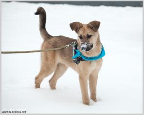 Беня 5 мес очаровательный и умный щенок в дар