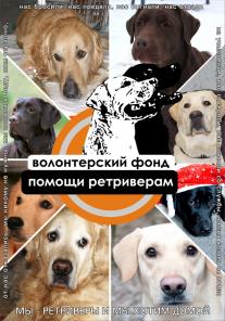 Ретриверы ищут дом и любящую семью.