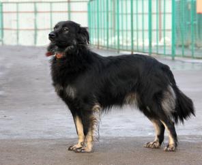 Общительный и смышленый Грей в добрые руки.