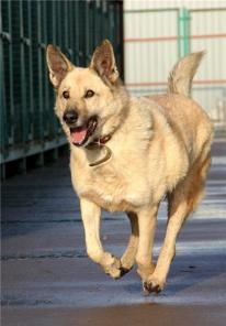 В Новый год с верным другом Спайком. Не упустите шанс!