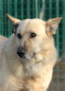 В Новый год с верным другом Спайком. Не упустите шанс!