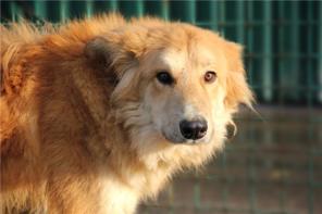 Санни - солнечный мальчик в добрые руки