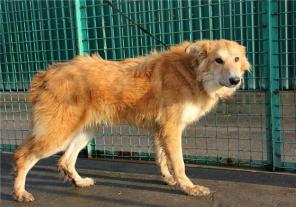 Санни - солнечный мальчик в добрые руки