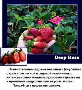        Deep Rose