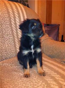 Кроха щенок Мася в дар