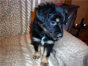 Кроха щенок Мася в дар