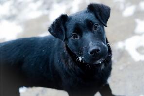 Подарите на Новый год самый важный подарок в ее жизни - Вашу Любовь и заботу !!