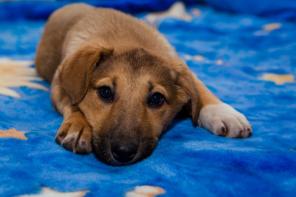 Щенок метис кавказца в дар