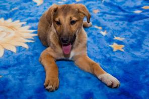 Щенок метис кавказца в дар