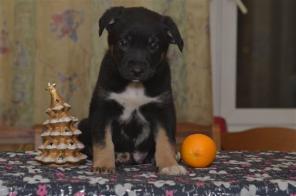 ����� ������ ����� ������� � ���