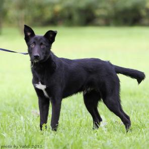 Очаровательный, очень милый и добрый 8-мес. щенок-подросток, красавец Гек в добрые руки!