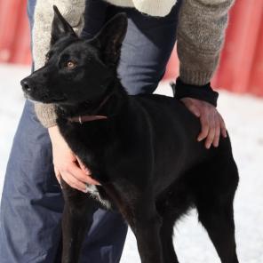 ����- ��������, ������ � ���������� ������ � ������ ����.