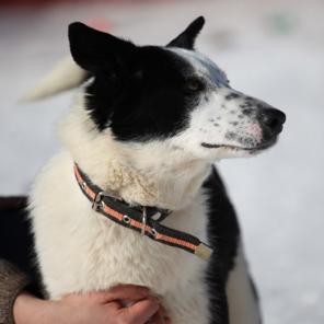 Домми- быстрее ветра, счастья выше крыши!