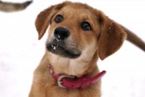 ������-��������� ���������