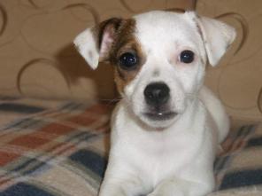 Рожд. счастливый день 11.11.11. Джек Рассела щен.