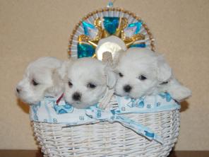 �������� (����������� �������) �����