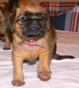 Щенки гриффона и пти-брабансона