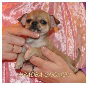 ����� ��������