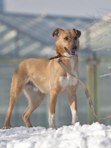Трогательный рыжий мальчик Джоник ищет дом!
