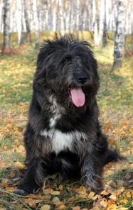 ���� - ����������� �������-���������