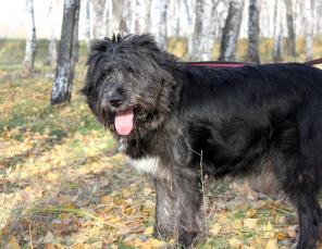 ���� - ����������� �������-���������