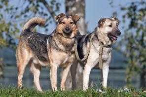 Два закадычных друга Петька и Федька в дар