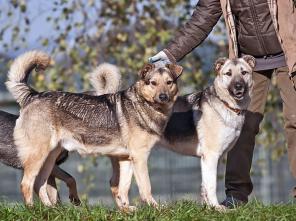 Два закадычных друга Петька и Федька в дар