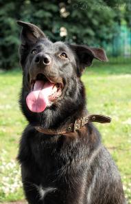 Собака улыбака