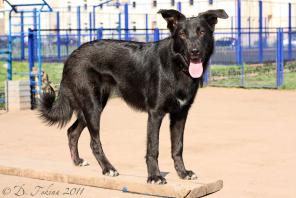 Собака улыбака