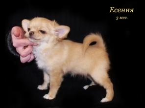 ���������� ��������