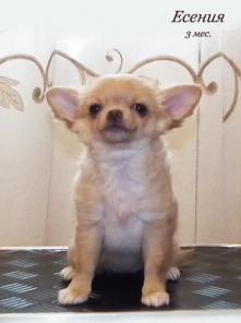 ���������� ��������