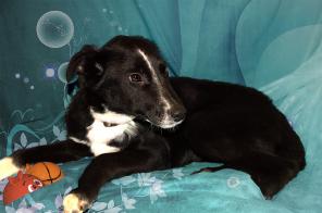 Жизнерадостный, общительный щенок в дар