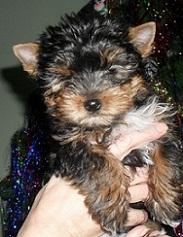 Щенок йоркширского терьера