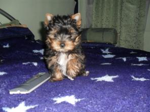 Щенок йоркширского терьера