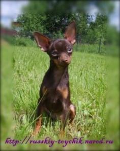 Вязка - Русский той