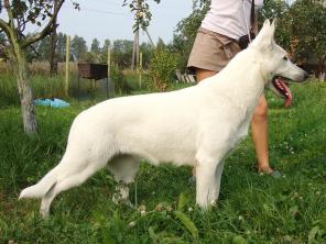 ����� ����� ����������� �������