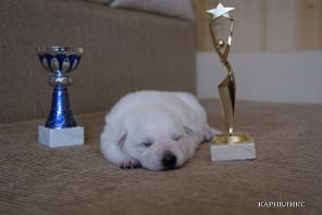 ����� ����� ����������� �������