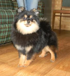 �����-��������  ������� ������������ �����.